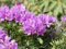 Alpenrose Cheiranthifolium - Rhododendron ponticum Cheiranthifolium 30-40cm