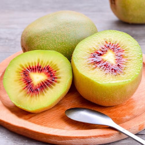 50 pcs kiwibeeren pflanze kaufen samen - bonsai tree ökologische geschenke Actinidia chinensis, spalierobst bäume bonsai topf obstbäume kaufen zimmerpflanze bäume kaufen nachhaltige