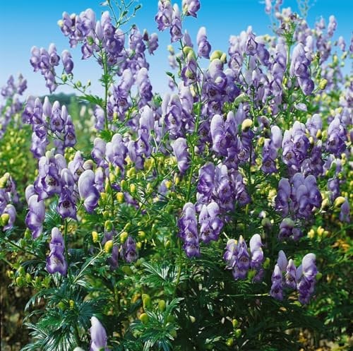 Aconitum x cammarum 'Bicolor' ca. 11x11 cm Topf, Eisenhut, zweifarbige Blüten, Blütezeit Juni-August, ideal für schattige Beete, bienenfreundlich, winterhart