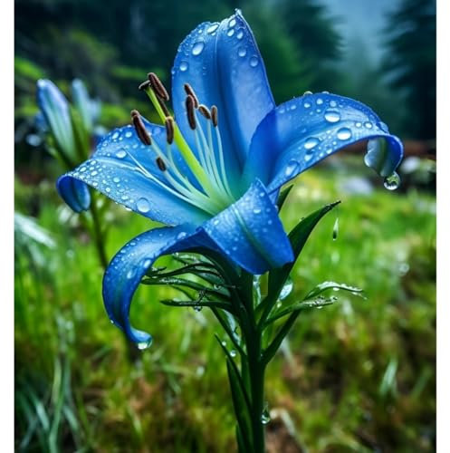 Lirio Azul Lirios Bulbos Lirio Azul Planta Lirio Blanco Bulbo Lirio Semillas