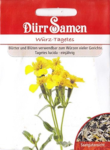 Würz-Tagetes, Tagetes lucida, ca. 50 Samen