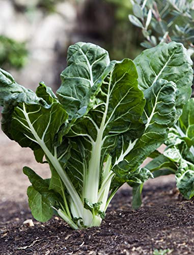 Seedeo® Mangold Lucullus (Beta vulgaris L.) 50 Samen BIO