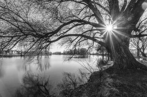 Papier Peint Photo INTISSÉ-ARBRE-500x280 cm-(1290AE)-Noir et Blanc Nature Paysage Lac Forêt Arbres Crépuscule Colle Inclus Mural Décor Motif Poster Géant Stickers Muraux Optique Moderne Fond Effet