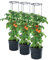 PAFEN 3 macetas para tomate, 295 x 1152 mm, tomate, jardín, terraza