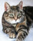 Pavemlo DIY 5D Diamond Painting Kits Katze, Diamantmalerei Kreuzstich Stickerei Tiere, komplettes Strassbild, Kunst, für Malerei, Wohnzimmer, Schlafzimmer, Dekoration (30 x 40 cm)