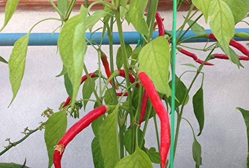 SEMI PEPERONCINI-CHILE MORITA (CHIPOTLE)-CHILE DE ARBOL ORANGE-CHILE DE ARBOL RED-AJI ANGELO