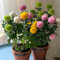 200 Pezzi Semi Di Pompon Mamma - Dendranthema Morifolium - Semi Di Fiori Perenni Resistenti, Piante Da Balcone Resistenti Crisantemo Semi Di Crisantemo, Piante In Vaso Resistenti All'Esterno,