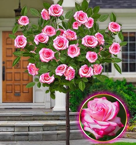 Rose ad alberello - Alta 120 cm - Ideale per balconi, terrazze e piccoli giardini - Adatta per vasi e in terra (Laminuette)