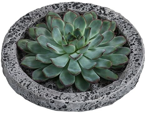Dehner Echeverie, Echeveria, in Betonschale, rosettenförmig, Ø Pflanze 16 cm, Höhe 8 cm, Sukkulente