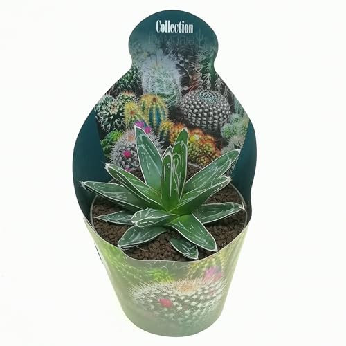 Pianta di Agave Victoriae-reginae i in vaso di diametro 14 cm, pianta vera da esterno.