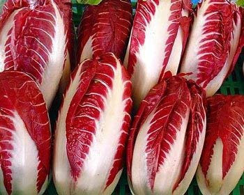 Seeds 50 Radicchio di Treviso Red Radicchio - Cichorium Intybus: Only Seeds