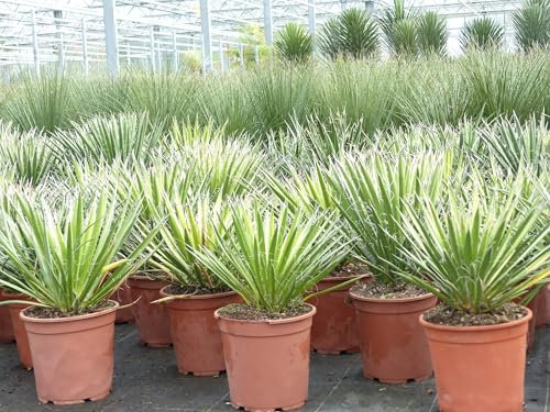 gruenwaren jakubik Yucca Palme Filifera, 45-50 cm Tambasi Yucca, winterhart -13 Grad