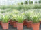 gruenwaren jakubik Yucca Palme Filifera, 45-50 cm Tambasi Yucca, winterhart -13 Grad