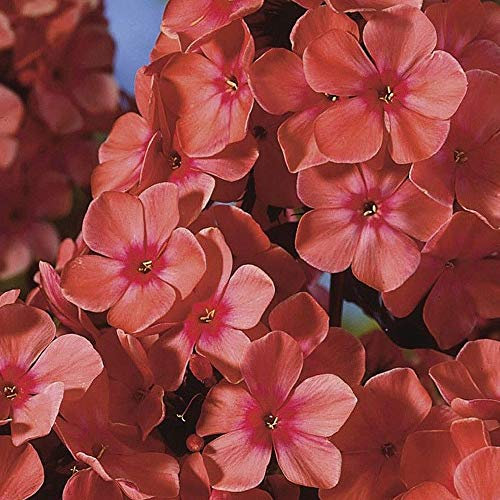 Phlox Garden Perennial Fragrant Flower Orange Perfection 3X Bare Roots by Thompson and Morgan