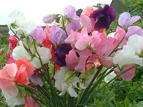 Sweet Pea Incense Mixed x20 Seeds, The World's Most Fragrant Sweet peas