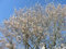 1 Stück Kupfer-Felsenbirne (Amelanchier lamarckii) im Container 40-60 cm