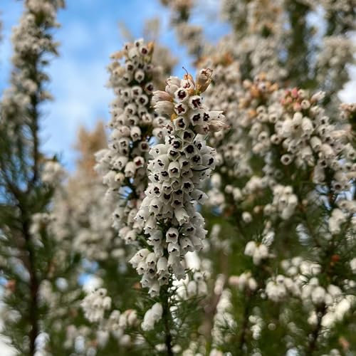 200 Pcs Heidekraut Winterhart Samen - Wildblumensamen Nachhaltige Geschenke Für Frauen, Calluna Vulgaris, Blumensamen Mischung, Pflanzen Geschenk, Kletterpflanzen Wildflower Gartendeko