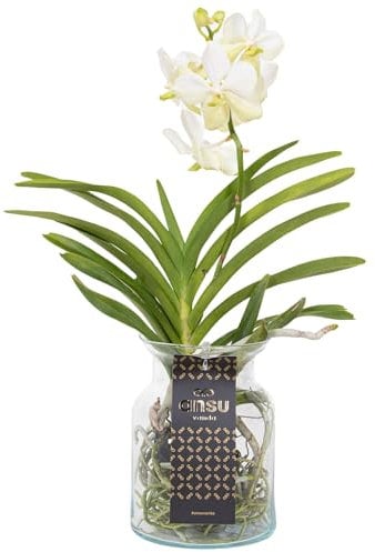Plant in a Box - Vanda 'Bose' in Vase - Orchidee - Weiß - Höhe 45cm