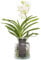 Plant in a Box - Vanda 'Bose' in Vase - Orchidee - Weiß - Höhe 45cm