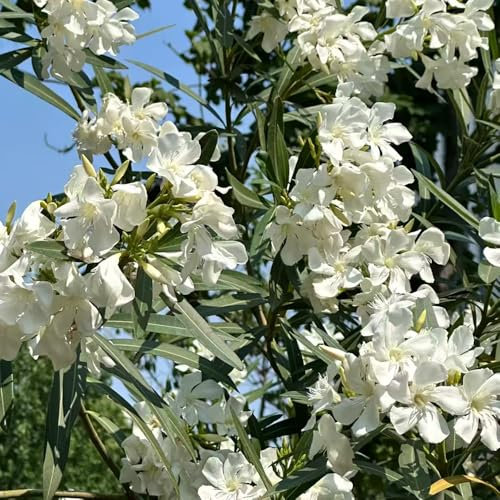 semi di oleandro semi di fiori alberi da giardino bonsai fiori - Piante rare - estivi alberi ornamentali perenni resistenti giardino interno piante esotiche resistenti all'esterno da 15pcs