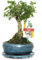 Exotenherz - Bonsai Chin. Liguster - Ligustrum sinensis - ca. 6 Jahre - Kugelform