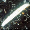SF Nematoden - Nützlinge gegen Apfel- und Pflaumenwickler 12 Mio. für ca. 24 m²