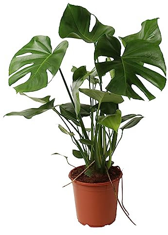Happy Plants Monstera Deliciosa Feuilles de fenêtre perforées 80 cm de haut, 21 diamètre – Grandes plantes d'intérieur – Plantes purificatrices d'air – Fraîcheur de la pépinière (sans pot, 80 cm)