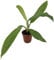 Fangblatt - Philodendron campii - Ø 12 cm Topf - exotische Grünpflanze mit außergewöhnlicher Blattaderung - pflegeleichte Zimmerpflanze