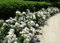 10 seeds of White Rose - ROSA:Seeds