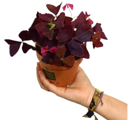 OXALIS TRIANGULARIS | Maceta 12CM | Trébol Morado | Colorida | Planta de Interior | Atractiva | Elegante