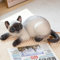 GudiWH Plüsch lebensechte Siamkatze, Plüschtier, Katze süße Katzenpuppe, Haustierspielzeug, Wohnkultur, Kindergeschenke, Geburtstagsgeschenke 30cm 2