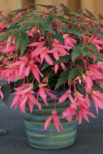 Begonia boliviensis Rose | 6 Plug Plants | Bedding