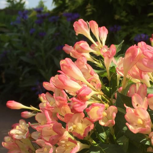 Weigela 'All Summer Peach'. 9cm Plant x 2. Bell shaped, apricot flowers on dark foliage. Compact shrub. Available from Bedwen Plants