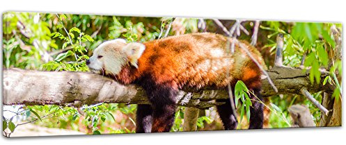 Bilderdepot24 Wandbild roter Panda - 160x50 cm Bilder als Leinwanddruck Fotoleinwand Tierbild Bär - schlafender Pandabär auf einem Ast