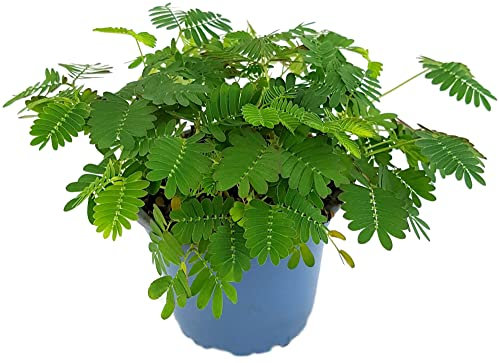 Fangblatt - Mimosa pudica - Mimose im Ø 9 cm Topf - Zimmerpflanze mit beweglichen Blättern