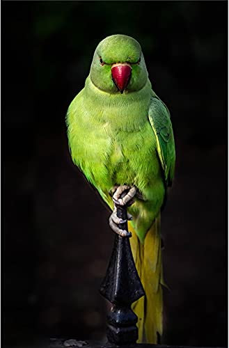 QITEX Wohnzimmer Bilder 50x70cm (Kein Rahmen) Tier Leinwand Gemälde Poster Grüner Papagei Eisvogel Bild HD Wohnzimmer Wand Bilder Klassische Vogel Home Deko