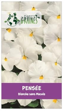 50 graines pensée blanche sans macule - Viola x wittrockiana - plante ornementale - white - pensée rare sans macule