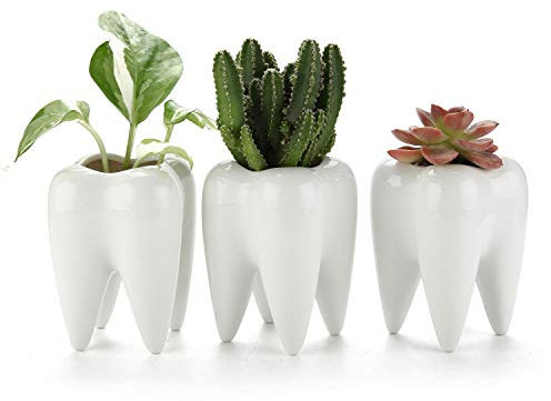 T4U Pot de Succulente Dent Lot de 3, Petite Cactus Plante Planteur de Céramique Cache Pot Jardinière Contenant, Porte-Stylo, Porte-Crayons, Décor de Maison Bureau Cadeau Anniversaire Marige