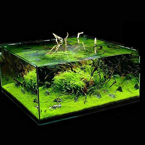 600Pcs Aquarium Water Grass Seeds Fish Tank Home Aquatic Landscape Ornaments - Flower Seeds Vegetable Seeds Fruit Seeds Garden Plant Seeds