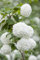 Viburnum opulus 'Roseum' 150-175 cm - Schneeball, weiße Blüten, Blütezeit Mai-Juni, ideal für Hecken, bienenfreundlich, winterhart