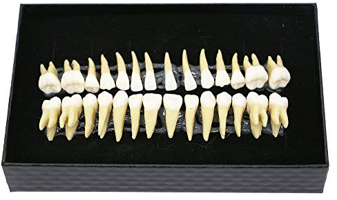 Dental 28 Stück 1: 1 Demonstration Zähne Teach Studie Modell