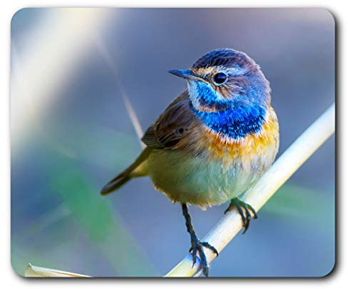 Colourful Small Bird Garden Mouse Mat Pad Computer PC Laptop Gaming Office Home Desk Accessory Gadget 24523
