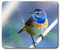 Colourful Small Bird Garden Mouse Mat Pad Computer PC Laptop Gaming Office Home Desk Accessory Gadget 24523