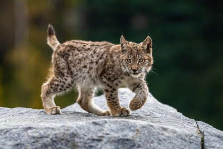 adrium Holz-Bild 60 x 40 cm: Luchs im grünen Wald mit Baumstamm. Tierszene aus der Natur. Spielender Eurasischer Luchs, Tierverhalten im Lebensraum. (171138177)