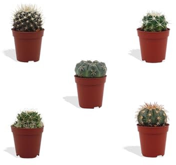 DutchLeafs Kugelkaktus Mix 5 Stück Verschiedene Mini-Kakteen - Topf 5,5 cm - Mammillaria Kaktus Kleine Pflanzen Sammlung Pflegeleichte Zimmerpflanzen - Höhe 8-15 cm