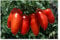 Premier Seeds Direct - Tomato - SAN MARZANO 2-50 Italian Seeds