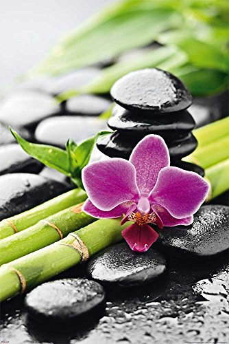 empireposter - Zen – Nature morte – Orchidée – Dimensions : env. 61 x 91,5 cm – Poster