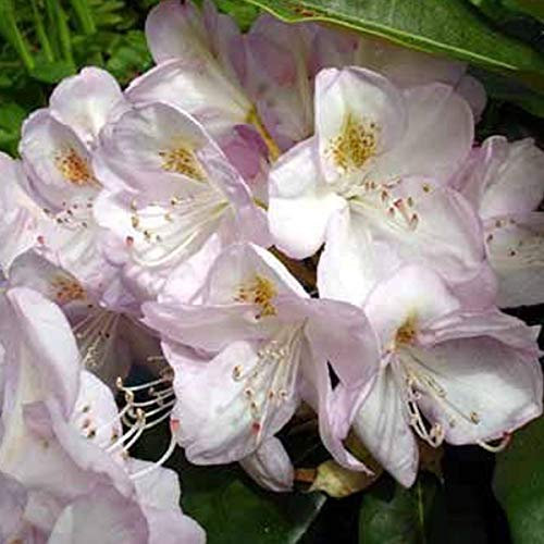 Rhododendron 'Gomer Waterer' - Imposante Blütenpracht in einem 40-50 cm Topf