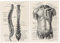 2pcs Menschliche Anatomie Poster Kunstwerk Wandbild Vintage Muskelskelettplakat Leinwand Druck Bildungslackierdekoration