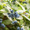 semi di pianta di mirtillo - acquistare semi di alberi da frutto piantare mirtilli piante resistenti per vasi piante rare arbusti resistenti acquistare alberi da frutto e piante da 200pcs